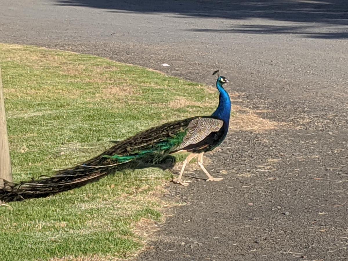 Apartments In Phillip Island Towers - Block C カウズ エクステリア 写真