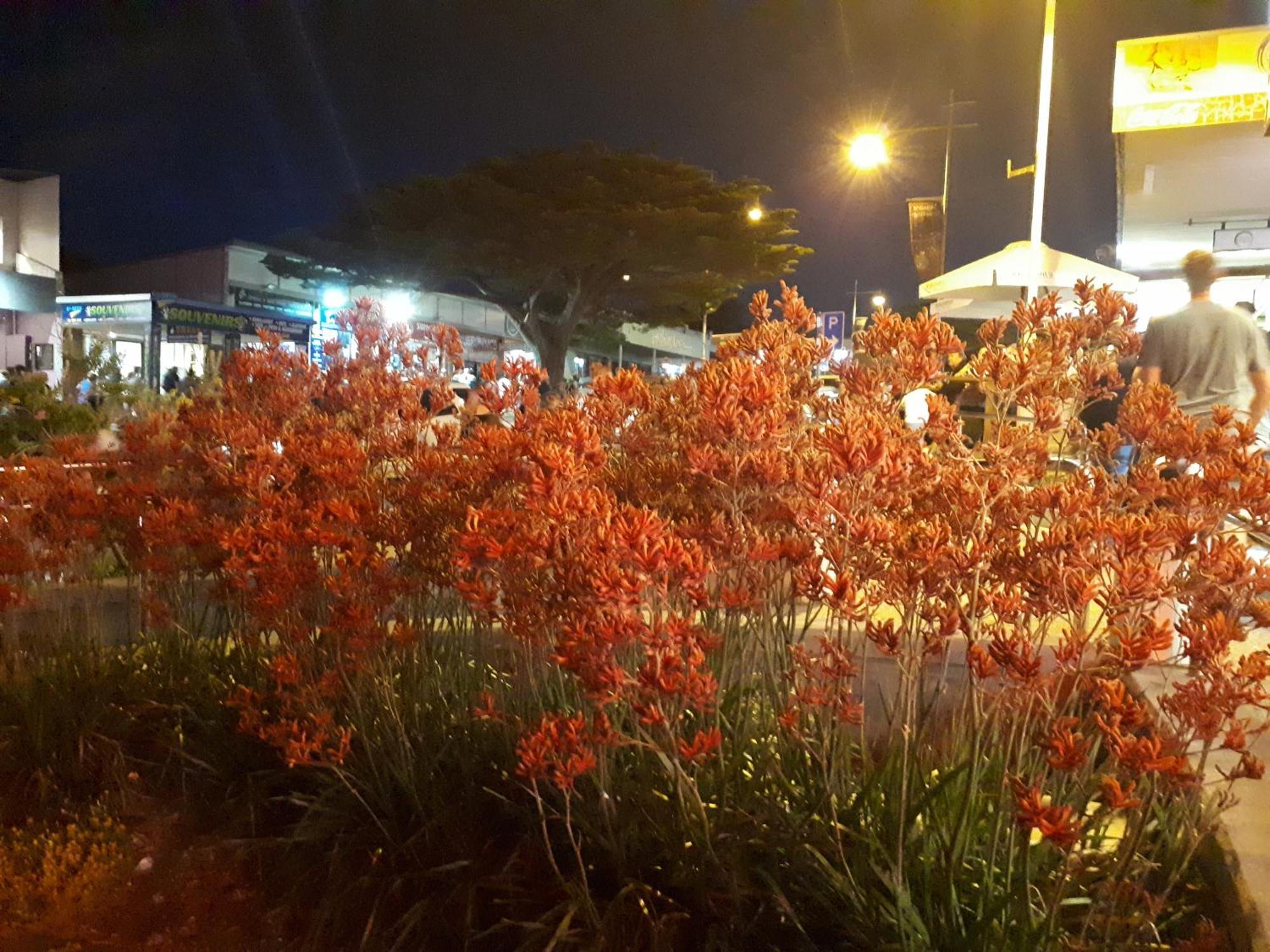 Apartments In Phillip Island Towers - Block C カウズ エクステリア 写真